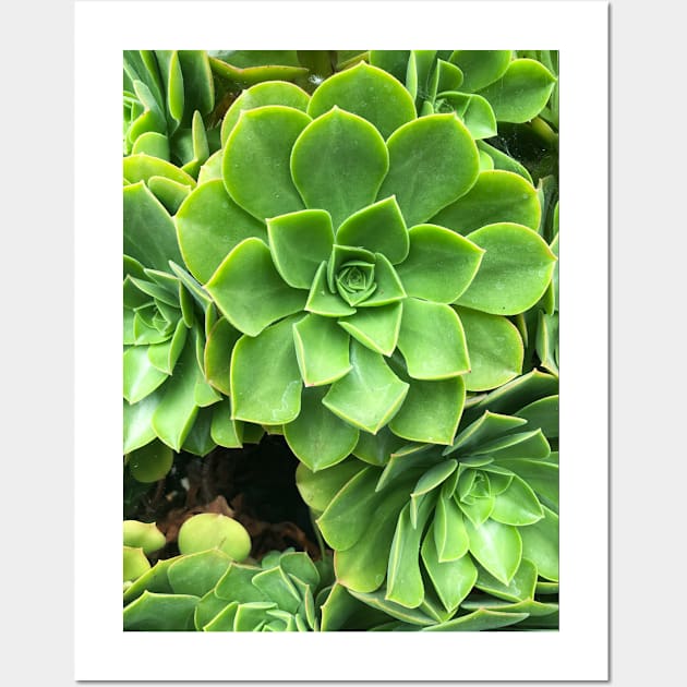 Flower-shaped succulent plant in Southern California Wall Art by offdutyplaces